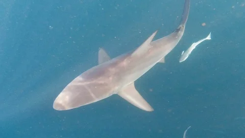 Underwater shot of Shark Cage Diving with Blacktip Sharks Stock Footage 124300754