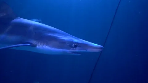 Underwater shot shark Stock Footage 82397855