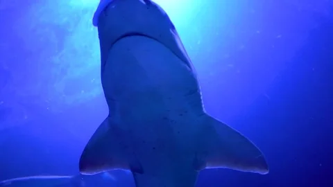 Underwater shot shark Stock Footage 82397961