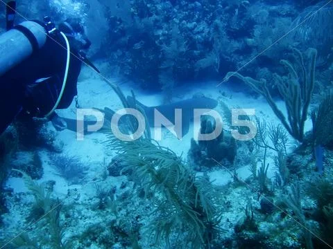 Underwater shot of shark off the galapagos islands Stock Photos