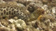 Underwater Shot Of Snake Eel Stock Footage