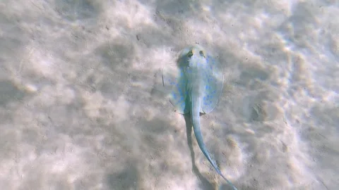 Underwater shot of a spotted stingray digging sand at the bottom of seabed Stock Footage 252758527
