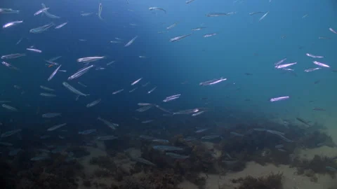 Underwater shot of Sprat fish swimming in a school under Swanage Pier Stock Footage 346309694