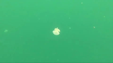 Underwater shot, stingless White spotted jellyfish, Togian, Sulawesi, Indonesia Stock Footage 162726331
