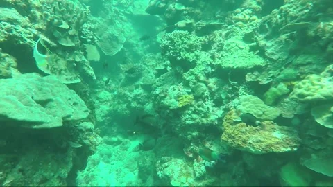 Underwater shot, Swim between Corals, Coral Reef, Negros island, Philippines Видео 336794803