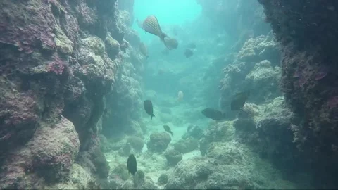 Underwater shot, Swim between Rocks, Coral Reef, Negros island, Philippines Vídeos de archivo 336625353