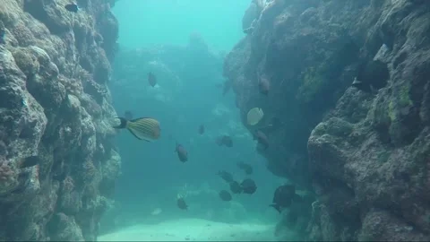Underwater shot, Swim between Rocks, Coral Reef, Negros island, Philippines Video stock 336625652