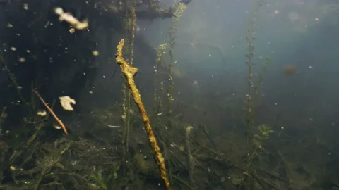 Underwater shot of tree, particles sinking down like leafes 스톡 동영상 142584257