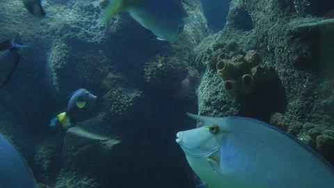 An underwater shot of tropical fish. Stock Footage 109353600