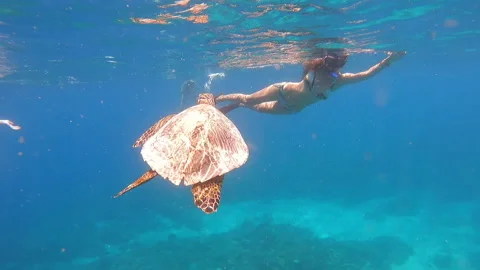 Underwater shot of a turtle gliding effortlessly through crystal-clear waters Video stock 327481469