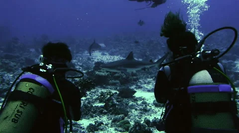 Underwater shot of two scuba divers watching sharks on reef Stock Footage 49567946