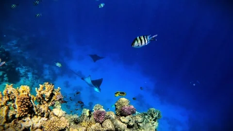 Underwater Shot of Two Spotted Eagle Rays Near Coral Bay Reef in 4K Ultra HD Stock Footage 345894873