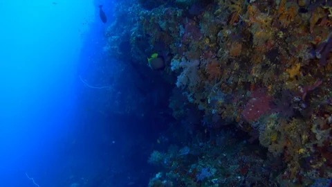 Underwater shot of wall covered in various healthy coral and tropical fishes Stock Footage 111367571
