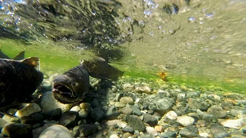 Underwater Shot Of Wild Salmon Spawning In Shallow River Bed Vidéo 339791404