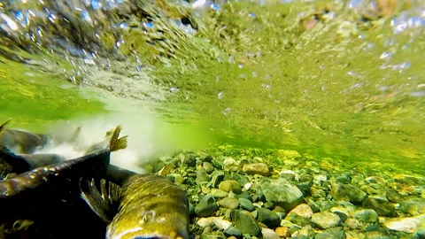 Underwater Shot Of Wild Salmon Spawning In Shallow River Stream Vidéo 339806464