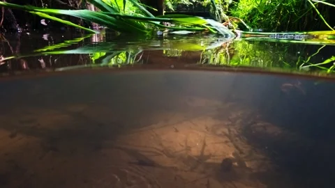 Underwater shots of a small stream, capturing both below and above water. F.. Video stock 277571812