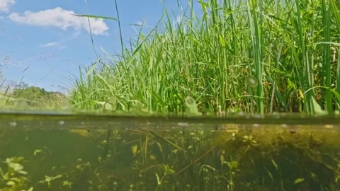 Underwater shots of a small stream, showing underwater life and the surface.. Stock Footage 277265884