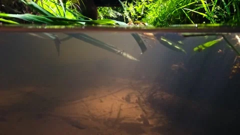 Underwater shots of a small stream, showing both the underwater world and t.. Stock Footage 279075823
