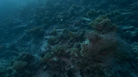 Underwater, Side tracking shot on the barrier reef, deep diving, Clip 2 of 3 Stock-Footage 88284132