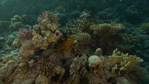 Underwater, Side tracking shot on the barrier reef, Clip 1 of 3 Video stock 88289617