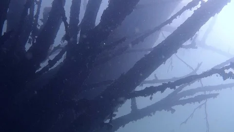 Underwater silhouettes of trees and branches illuminated by sunlight Stock Footage 129186279