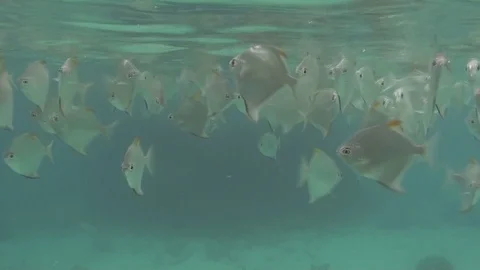 Underwater silver fin leaf Video stock 104046213