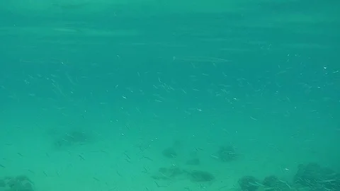 UNDERWATER SLOW MOTION: School of fish Stock Footage 75263698