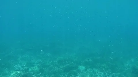 UNDERWATER SLOW MOTION: School of fish Stock Footage 75264107