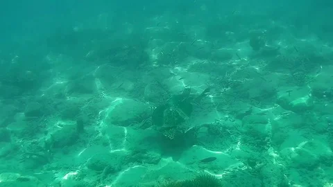 UNDERWATER SLOW MOTION: Sea turtle swimming over coral reefs Stock Footage 75273966