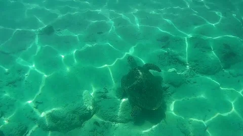 UNDERWATER SLOW MOTION: Sea turtle swimming over coral reefs Stock Footage 75281121