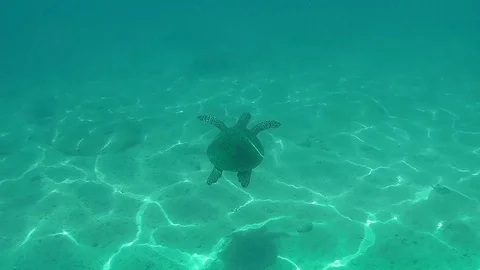 UNDERWATER SLOW MOTION: Sea turtle swimming over coral reefs Stock Footage 75282548