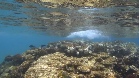 Underwater slow motion of sea waves breaking over coral reef. Video footage Stock-Footage 302750487