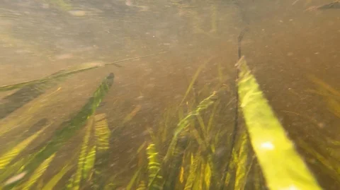 Underwater of small clear river Stock Footage 118400176