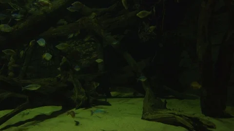 Underwater small fish and turtle among logs and timber Stock Footage 73995206