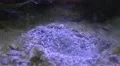 Underwater snail digging in the ground close up HD Footage