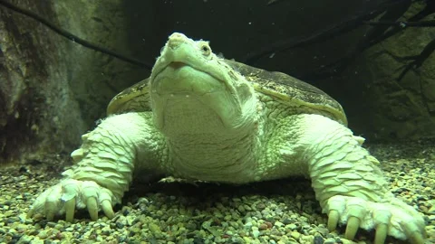 Underwater of Snapping Turtle Resting on Bottom Stock Footage 130413933
