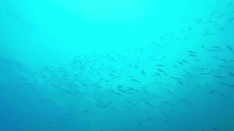 Underwater snorkeling view of a school of fish swimming through vibrant blue wat Stock Footage 311925656