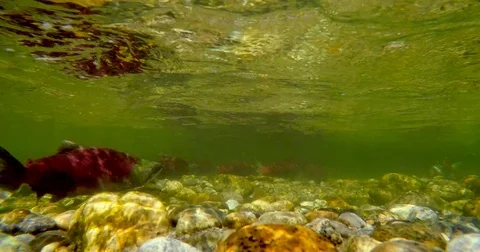 Underwater sockeye salmon Stock Footage