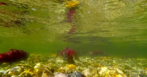 Underwater Sockeye Salmon Spawning in Pristine Creek Stock Footage 79577711
