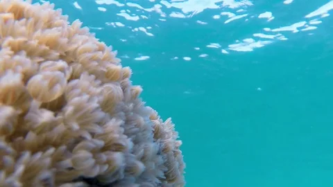 Underwater Soft Coral Stock Footage