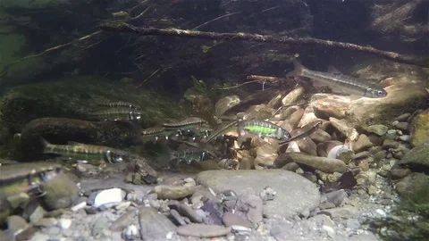 Underwater spawning minnows Phoxinus phoxinus 動画素材 87421332