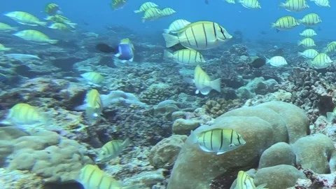Underwater Spectacle a Lively School of Tuna Swims Above a Coral Haven Stock Footage 340457280