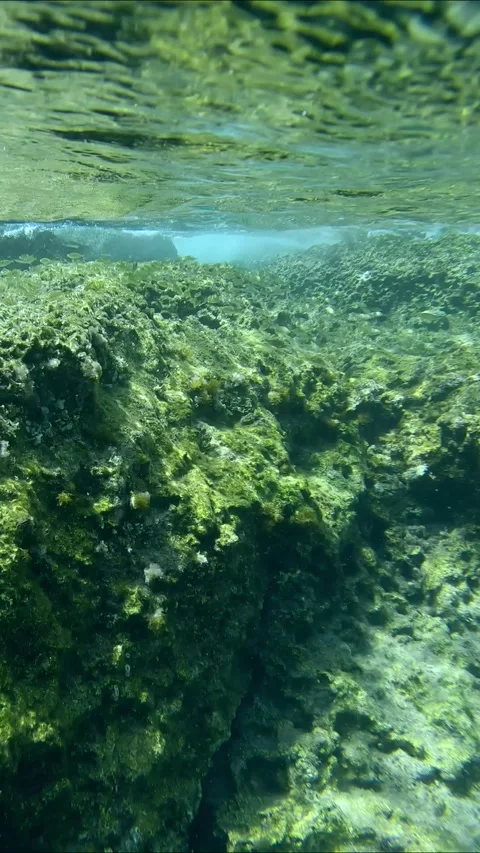 Underwater split level, School of juvenile golden Marbled Spinefoot swims over Stock Footage 259297690