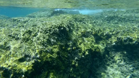 Underwater split level, School of juvenile golden Marbled Spinefoot swims over Stock Footage 262734738