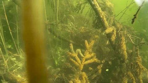 UNDERWATER SPLIT: Trees in a flooded forest 스톡 동영상 79628472