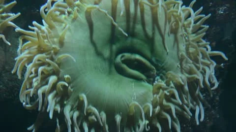 Underwater sponge in the ocean Stock Footage 12230207