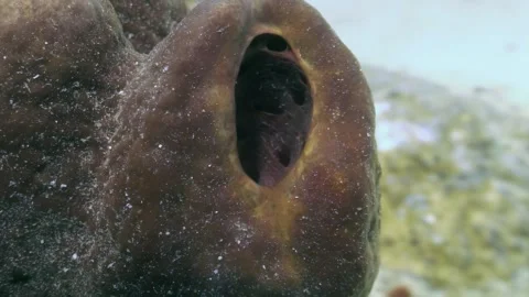 Underwater Sponge in the Philippines Vídeo Stock 318838272