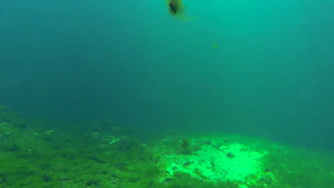 Underwater Spring with fish 1 Video stock 146866228