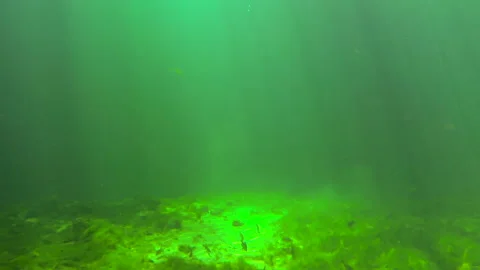 Underwater Spring with fish 2 Video stock 146866130