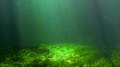 Underwater Spring with fish 4 Video stock 146866163